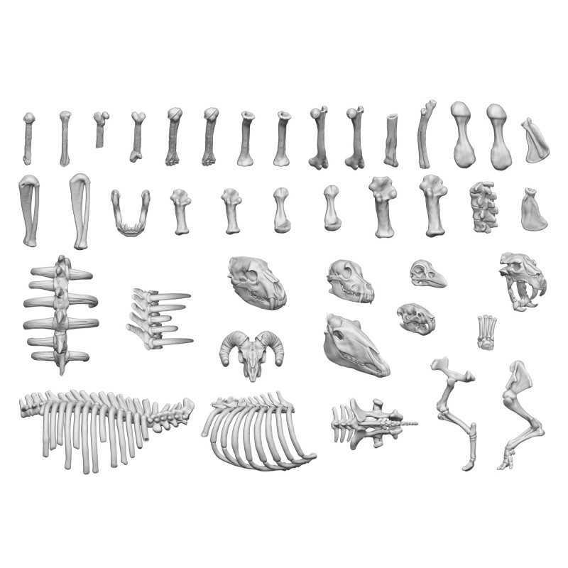 3D printed set - Animal Bones 1:48 3D printed set - Animal Bones 1:48