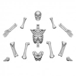 3D printed set - Human Skeletons 1:48