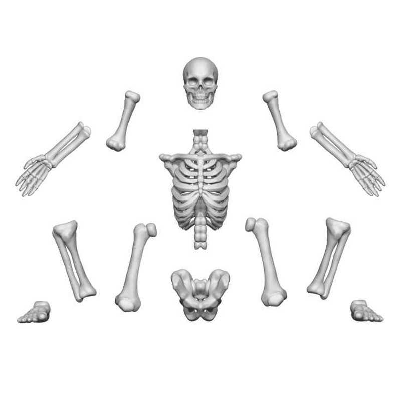 3D printed set - Human Skeletons 1:48 3D printed set - Human Skeletons 1:48