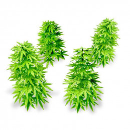 Paper Plants - Cannabis