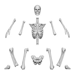 Positionierbare Menschliche Skelette 1:35 aus Resin