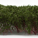 Arbusti Alti - Verde Scuro