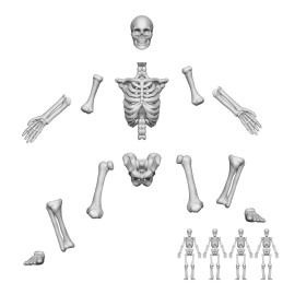 Squelettes humains positionnables 1:48 pour miniatures et dioramas