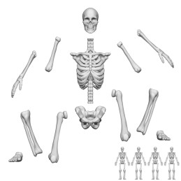 Squelettes humains positionnables 1:35 pour miniatures et dioramas