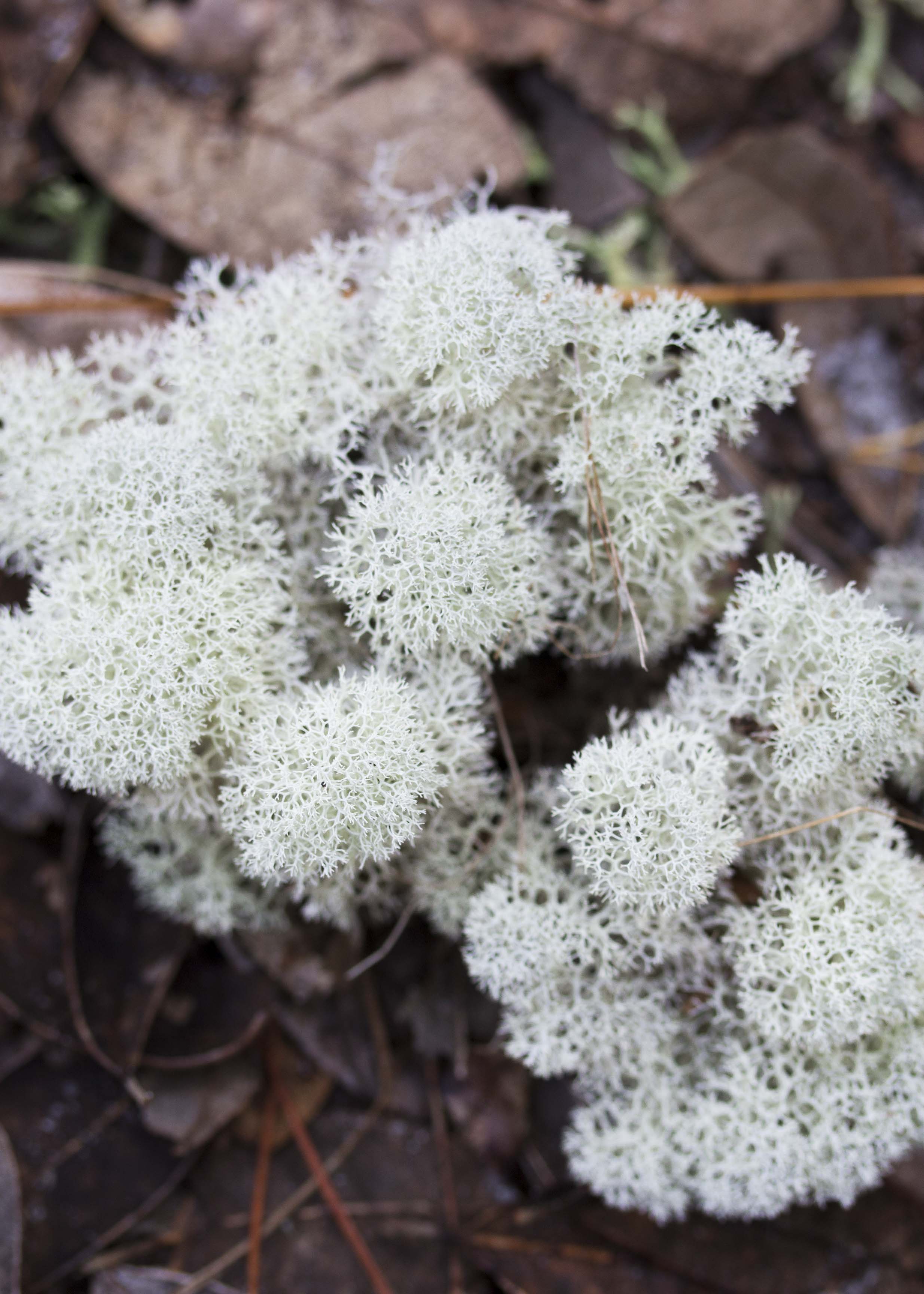 Mousse d'Islande pour Maquettes | Mousse lichen